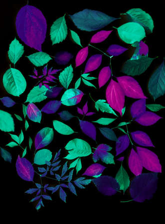 Collection of autumn leaves of different trees on a black background.