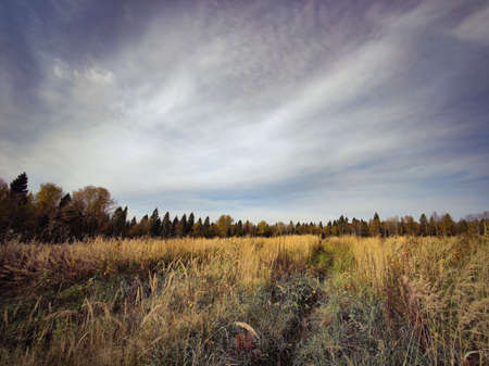 Landscape of fields and forests in the distance during the autumn period.の写真素材