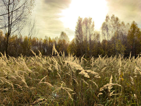 Autumn landscape with field, trees and sunlight in the sky with clouds in October.の写真素材