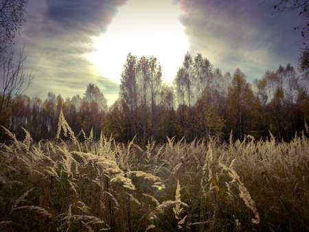 Autumn landscape with field, trees and sunlight in the sky with clouds in October.の写真素材