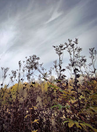 Field and meadow vegetation in autumn in October.の写真素材