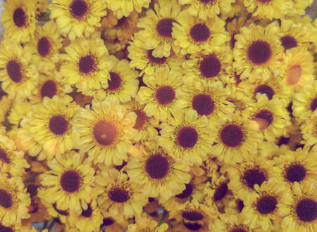 A beautiful background of decorative small daisies of the same color and size.の写真素材