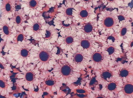A beautiful background of decorative small daisies of the same color and size.の写真素材