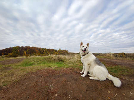 A light-colored dog sits on a background of an autumn landscape.の写真素材