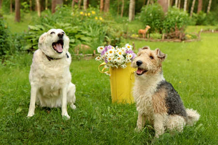 Two dogs are sitting on the lawn in the park with a yellow bag with daisies.