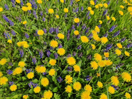 Meadow and wildflowers grow yellow and lilac in early summer.の写真素材