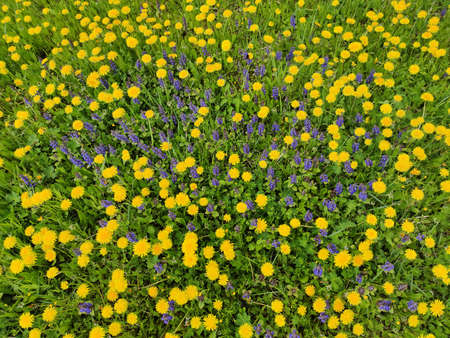 Meadow and wildflowers grow yellow and lilac in early summer.の写真素材
