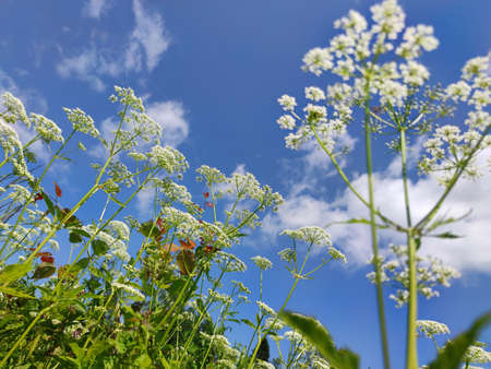 Meadow and wildflowers against a blue sky in sunny weather.の写真素材