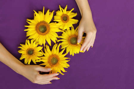Yellow French manicure on a girl with sunflowers.の写真素材
