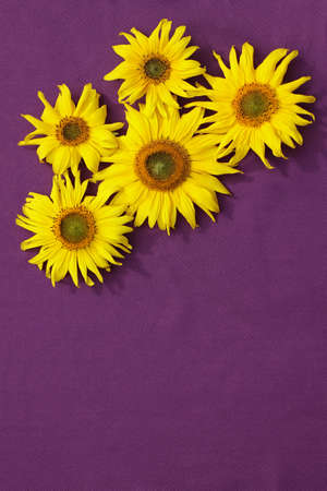 A group of yellow sunflowers on a purple background.の写真素材