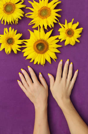 Yellow French manicure on a girl with sunflowers.の写真素材