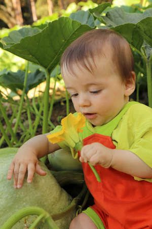 Portrait of a baby who is among the harvest of zucchini and pumpkin.の写真素材