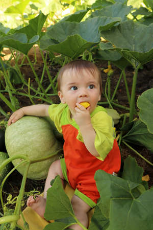 Portrait of a baby who is among the harvest of zucchini and pumpkin.の写真素材