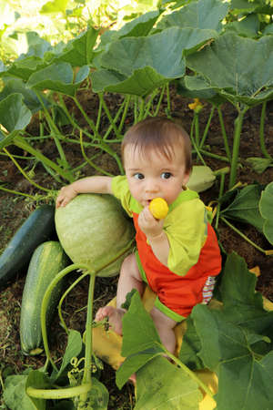 Portrait of a baby who is among the harvest of zucchini and pumpkin.の写真素材