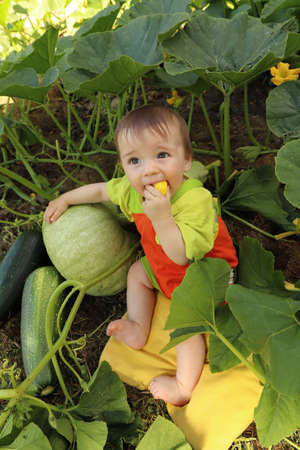 Portrait of a baby who is among the harvest of zucchini and pumpkin.の写真素材