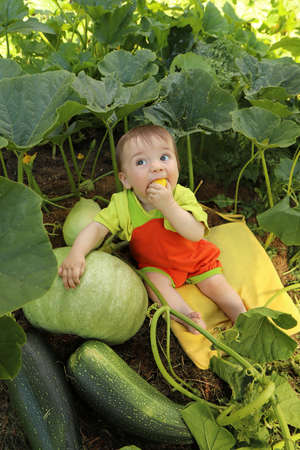 Portrait of a baby who is among the harvest of zucchini and pumpkin.の写真素材