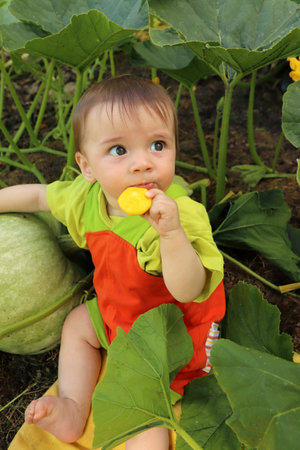 Portrait of a baby who is among the harvest of zucchini and pumpkin.の写真素材