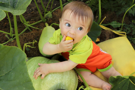 Portrait of a baby who is among the harvest of zucchini and pumpkin.の写真素材