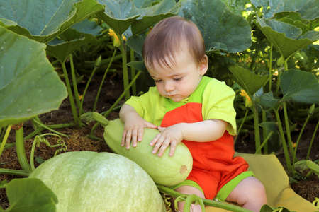 Portrait of a baby who is among the harvest of zucchini and pumpkin.の写真素材