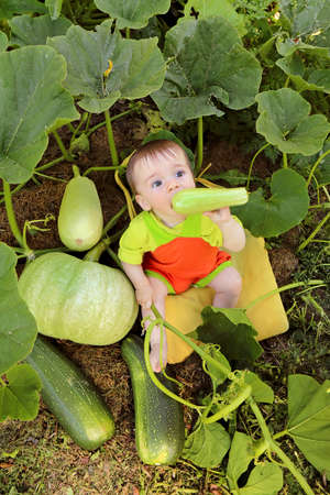 Portrait of a baby who is among the harvest of zucchini and pumpkin.の写真素材