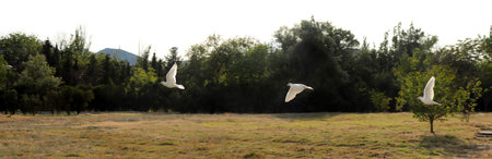 The flight of pigeons over the field against the backdrop of nature in the summer.の写真素材