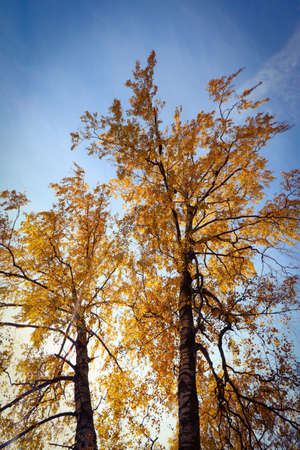Autumn trees with yellow foliage against a blue sky.の写真素材