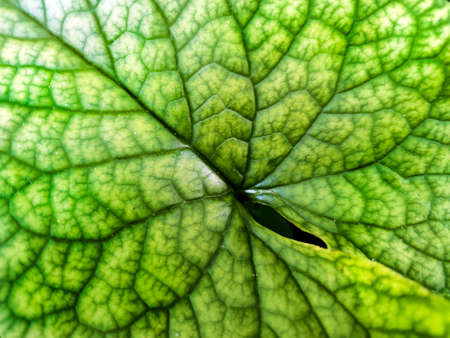 The structure of the plant leaf in close-up.の写真素材