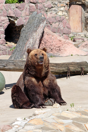 The bear is sitting in the zoo's enclosure.の写真素材