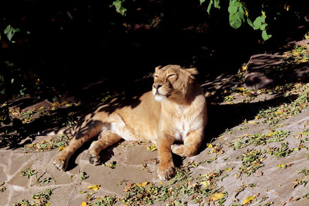 Portrait of a predatory animal lion in the zoo in sunny weather.の写真素材
