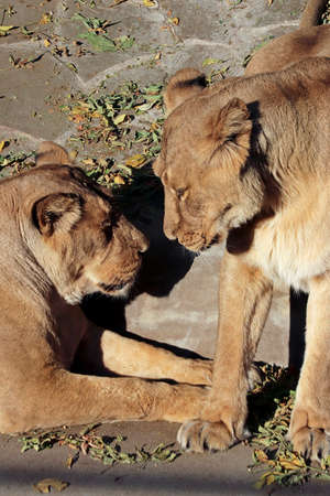 Portrait of a predatory animal lion in the zoo in sunny weather.の写真素材