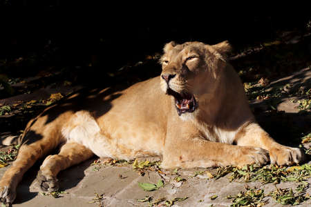 Portrait of a predatory animal lion in the zoo in sunny weather.の写真素材