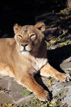 Portrait of a predatory animal lion in the zoo in sunny weather.の写真素材