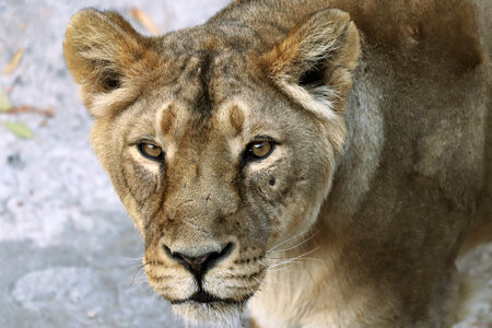 Portrait of a predatory animal lion in the zoo in sunny weather.の写真素材