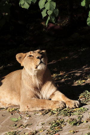 Portrait of a predatory animal lion in the zoo in sunny weather.の写真素材