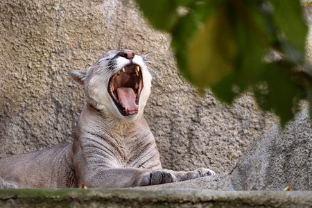 The predatory animal cougar lies in the zoo enclosure.の写真素材