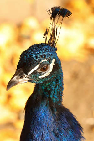 Portrait of a peacock bird close-up in autumn at the zoo.の写真素材