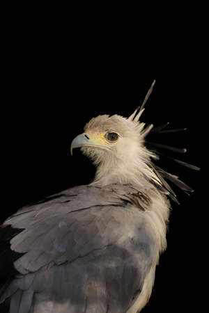Portrait of the secretary bird in closeup in a dark background.の写真素材