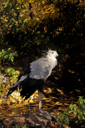 Portrait of the secretary bird in closeup in a dark background.の写真素材