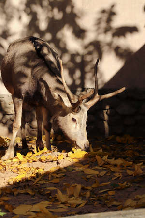 Deer with antlers in the zoo enclosure in autumn.の写真素材