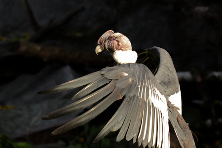 Andean Condra bird flaps its wings in the zoo enclosure.の写真素材