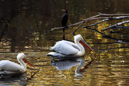A pelican living on the pond of the zoo.の写真素材