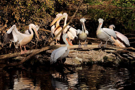 A pelican living on the pond of the zoo.の写真素材