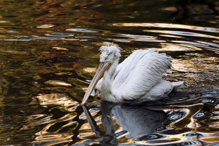 A pelican living on the pond of the zoo.の写真素材
