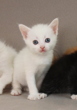 A group of small kittens of 1 month on a gray background.の写真素材