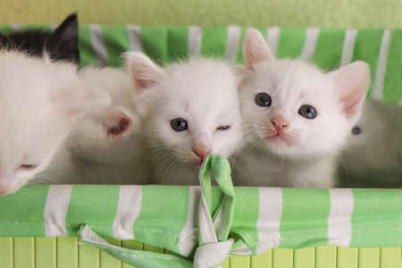 A group of small kittens in a green box.の写真素材