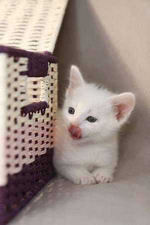 A white kitten of 1 month on the background of Christmas accessories.の写真素材