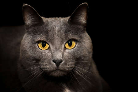 Gray British cat with yellow eyes.