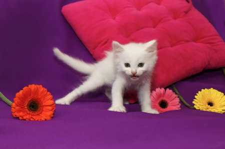 A small white kitten on a lilac backgroundの写真素材