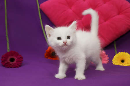 A small white kitten on a lilac backgroundの写真素材