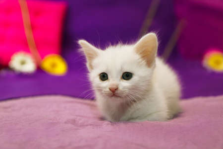 A small white kitten on a lilac backgroundの写真素材